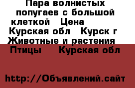 Пара волнистых попугаев с большой клеткой › Цена ­ 1 000 - Курская обл., Курск г. Животные и растения » Птицы   . Курская обл.